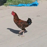 خروس دورگه