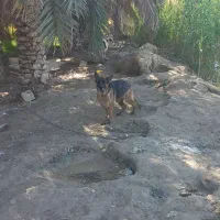 ماهشهر جراحی