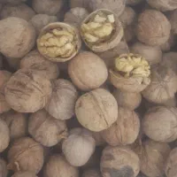 گردو ۸۰۰