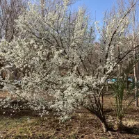 جذب نیرو جهت کار در فضای سبز