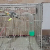 جفت عروس هلندی با قفس و وسایل|پرنده|زابل, |دیوار