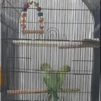 پرنده زینتی و فروش پرنده الان دارم فنچ قناری عروس|پرنده|لالی, |دیوار