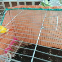 قناری|پرنده|زرند, |دیوار