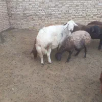 ۴ عدد میشه بره دار بره های پلنگی|حیوانات مزرعه|باغ حلی, |دیوار