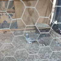 کبوتر سیمونی وکبوتر سینه خرقه کامل دمگیر|پرنده|اصفهان, طامه|دیوار