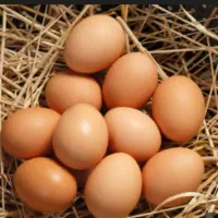 تخم مرغ