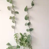 گل و گلدان|گل و گیاه طبیعی|قرچک, مهدیه|دیوار