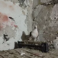 حیون شب گیری|حیوانات|شاهرود, |دیوار