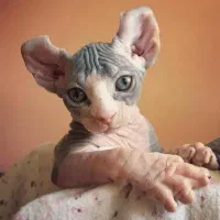 گربه نژاد اسفینکس اولین در آبادان