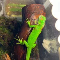 خزنده حیوانات|خزنده|تهران, ائمه اطهار|دیوار