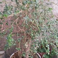 بنسای شمشاد ترون|گل و گیاه طبیعی|تهران, تهرانسر مرکزی|دیوار