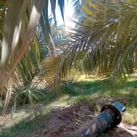 باغ کشاورزی|فروش دفتر صنعتی، کشاورزی، تجاری|ریگان, |دیوار