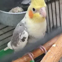 عروس هلندی|پرنده|تهران, ابوذر|دیوار