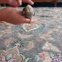 جوجه عروس هلندی ماده