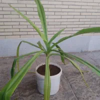 گل طبیعی|گل و گیاه طبیعی|یزد, |دیوار