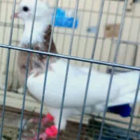 دو تا طوق سور کلاهی نر