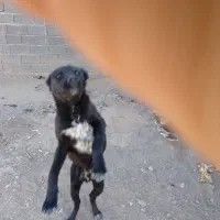 کوچوک ۳ماهه