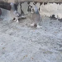 بهبونی گوک|پرنده|زرقان, |دیوار