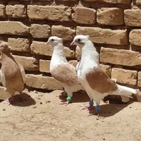 چند عدد کبوتر|پرنده|آباده, |دیوار