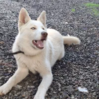 توله ۵ ماهه هاسکی ساموئید نر