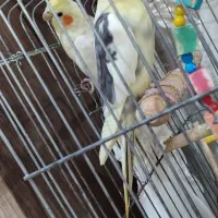 عروس هلندی جفت نر و ماده|پرنده|بندر انزلی, نیمه شعبان|دیوار