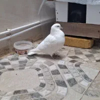 ۲ عدد کبوتر تهرانی پرشی