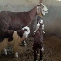 بزپاکستانی دوقلوبزغاله نر بزغاله بی مادر ۴راس