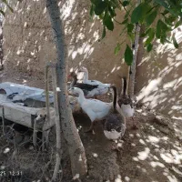 فروش غاز و قوغاز|حیوانات مزرعه|قیدار, |دیوار