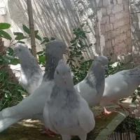 کفتر کله ابر