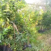 نهال مرکبات تامسون و نارنگی و خونی و...