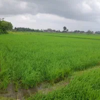 شکار شالیزار ۱هکتاری/بهزراعی/محدوده صومعه سرا