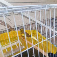 دوتا قناری نر جوانه شلاقی بخون