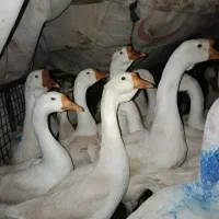 قوغاز