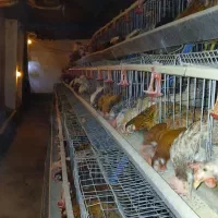 مرغ محلی گلپایگانی تخم گذار