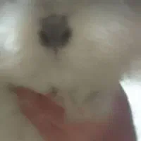 باسلام گمشده هرکس پیداکنه مژدگانی دریافت نماید