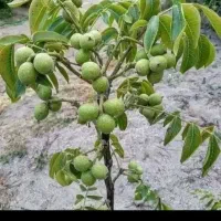 نهالستان گردو دیرگل خوشه ای و صنوبر نگرا و بادام|خدمات باغبانی و درختکاری|قزوین, |دیوار