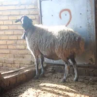 گوسفند.میش و شیشک آبستن سنگین مایه کرده و بره دار