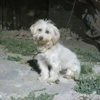 سگ فندی سفید و خوشگل