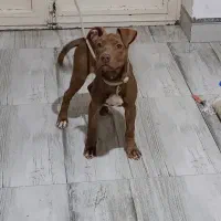 پیت بول تریر|سگ|کرمان, |دیوار