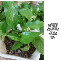 گلهای شاداب وارزان|گل و گیاه طبیعی|چابهار, |دیوار