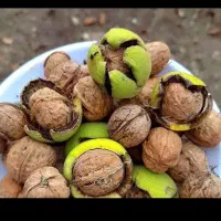 گردو بوانات درجه یک سوپر به قیمت عمده|خوردنی و آشامیدنی|شیراز, شهرک گلستان|دیوار