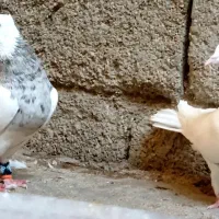 یک جفت کبوتر طوقی نرالماسی ماده نوک مدادی