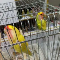 مرغ عشق و طوطی برزیلی