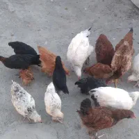 مرغ خروس و جوجه توضیحات خونده شود