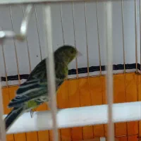 جوجه قناری نر سه ماهه و ماده زرد ابلغ یک ساله  ۸۰۰