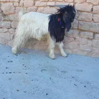 فروش بیگ تخمی