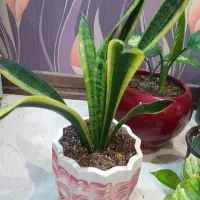 گل پتوس منجولا نئون دیفن باخیا برگ انجیری سانسوریا|گل و گیاه طبیعی|تهران, صادقیه|دیوار