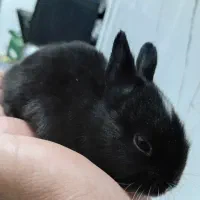 بچه خرگوش بازی گوش خانه گی