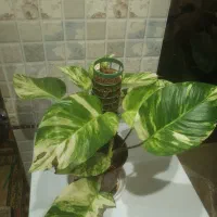 پتوس برگ پهن