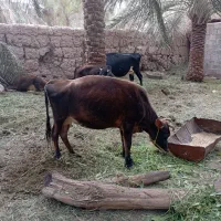 گاو و گسترسمینتال